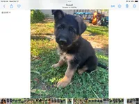 Nika, a female German Shepherd Dog for sale in Russell, MA – 4 of 7