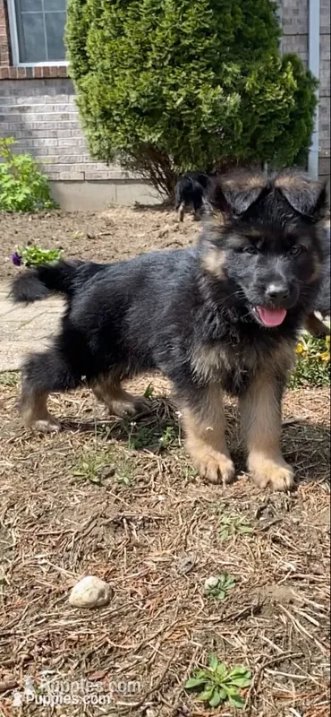 Alpha – German Shepherd Dog puppy for sale in Russell, MA