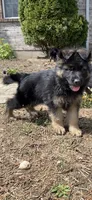 Alpha, a female German Shepherd Dog for sale in Russell, MA – 6 of 8
