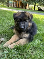 Alpha, a female German Shepherd Dog for sale in Russell, MA – 4 of 8