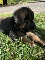 Max, a male German Shepherd Dog for sale in Russell, MA – 1 of 6