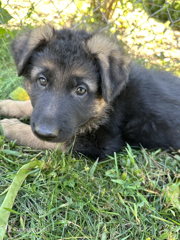 Dissell – German Shepherd Dog puppy for sale in Russell, MA