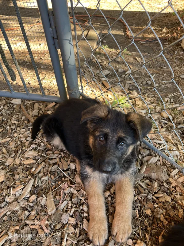 Zarra – German Shepherd Dog puppy for sale in Russell, MA