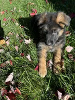Alpha, a female German Shepherd Dog for sale in Russell, MA – 3 of 7