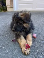 Zarra, a female German Shepherd Dog for sale in Russell, MA – 2 of 8
