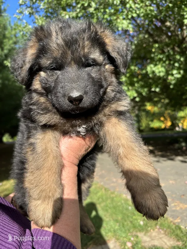 Dissell – German Shepherd Dog puppy for sale in Russell, MA