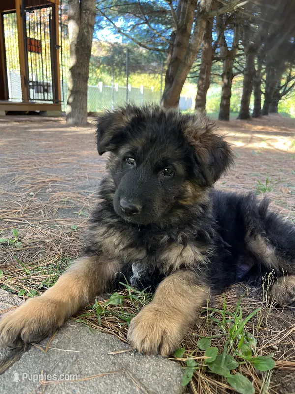 Max – German Shepherd Dog puppy for sale in Russell, MA