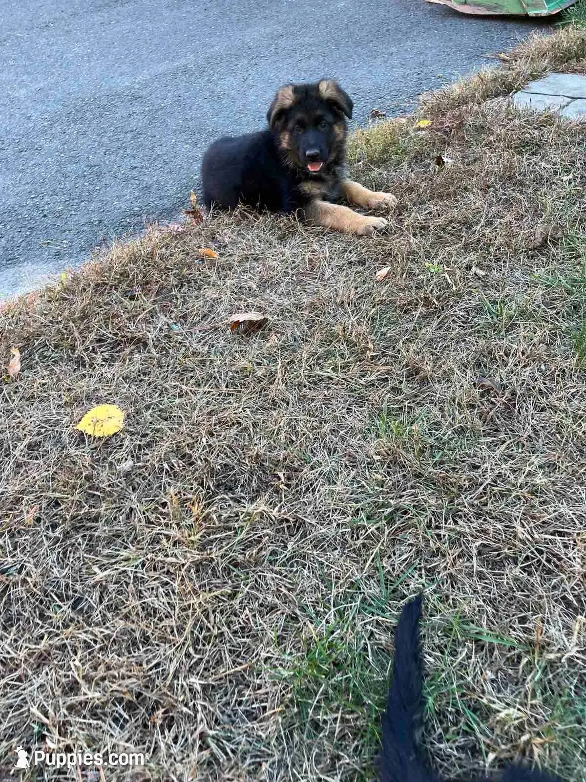 Zarra, a female German Shepherd Dog for sale in Russell, MA – 2 of 8