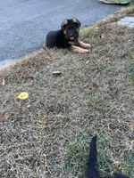 Gerda, a female German Shepherd Dog for sale in Russell, MA – 4 of 6