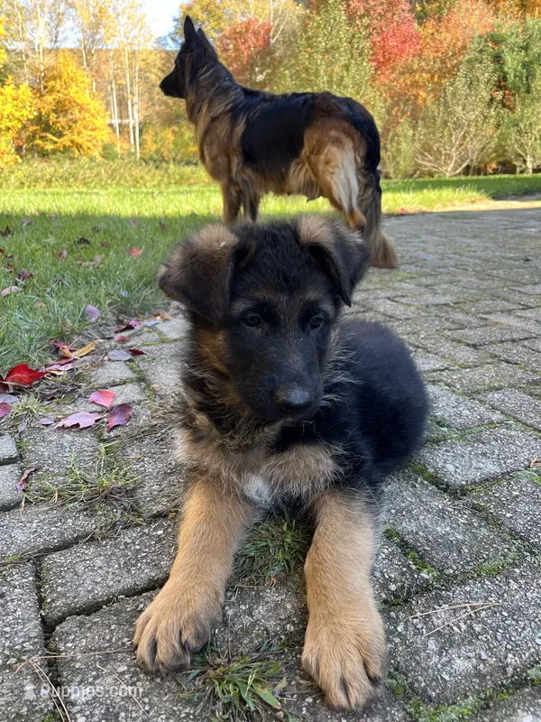 Alpha – German Shepherd Dog puppy for sale in Russell, MA
