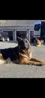 Muhtar, a male German Shepherd Dog for sale in Russell, MA – 6 of 6