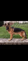 Gerda, a female German Shepherd Dog for sale in Russell, MA – 6 of 6