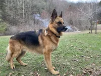 Milan, a male German Shepherd Dog for sale in Russell, MA – 7 of 8