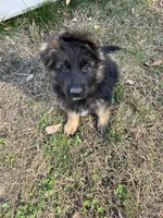 Zarra, a female German Shepherd Dog for sale in Russell, MA – 3 of 8