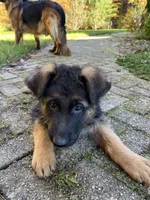 Alpha, a female German Shepherd Dog for sale in Russell, MA – 2 of 7