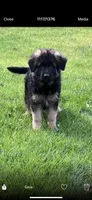 Alpha, a female German Shepherd Dog for sale in Russell, MA – 2 of 8