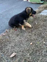 Gerda, a female German Shepherd Dog for sale in Russell, MA – 3 of 6