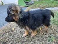 Zarra, a female German Shepherd Dog for sale in Russell, MA – 4 of 8