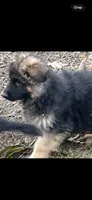 Milan, a male German Shepherd Dog for sale in Russell, MA – 2 of 8