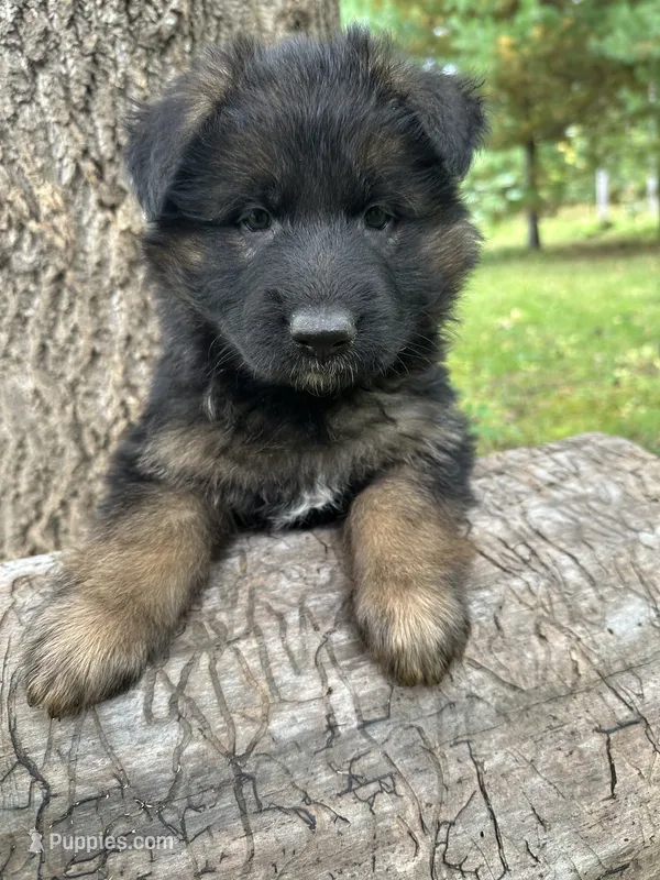 Max – German Shepherd Dog puppy for sale in Russell, MA