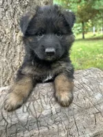 Gerda, a female German Shepherd Dog for sale in Russell, MA – 2 of 7