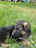 Dissell, a male German Shepherd Dog for sale in Russell, MA – 2 of 6
