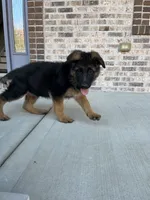 Zarra, a female German Shepherd Dog for sale in Russell, MA – 6 of 8