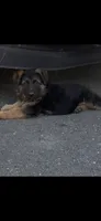 Muhtar, a male German Shepherd Dog for sale in Russell, MA – 3 of 6