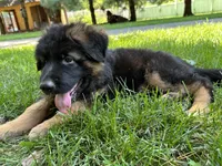 Milan, a male German Shepherd Dog for sale in Russell, MA – 5 of 8