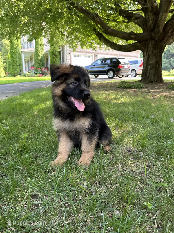 Max – German Shepherd Dog puppy for sale in Russell, MA