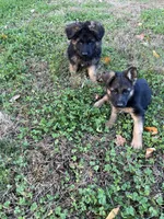 Alpha, a female German Shepherd Dog for sale in Russell, MA – 5 of 7