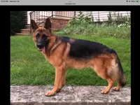Max, a male German Shepherd Dog for sale in Russell, MA – 4 of 5