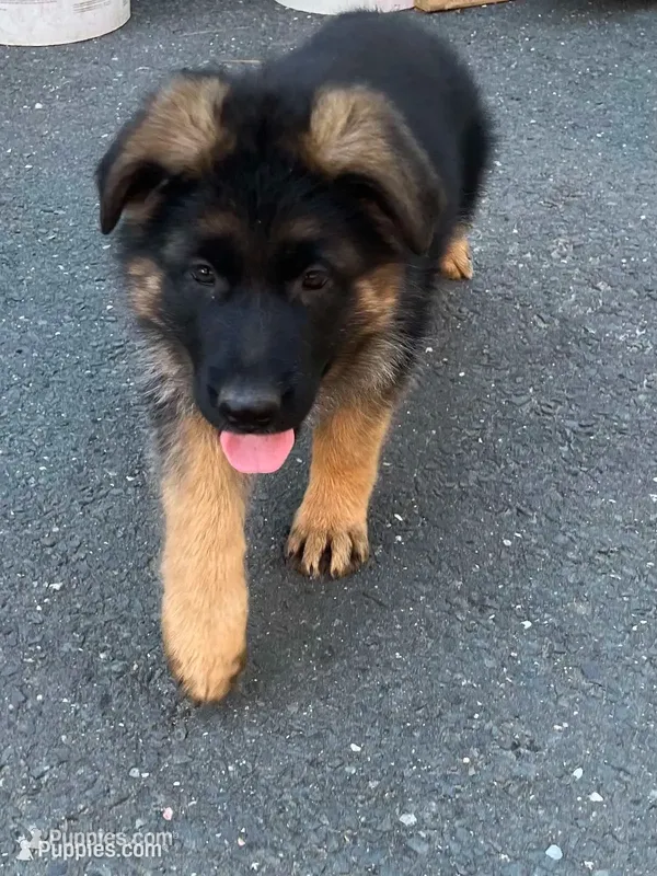 Gerda – German Shepherd Dog puppy for sale in Russell, MA