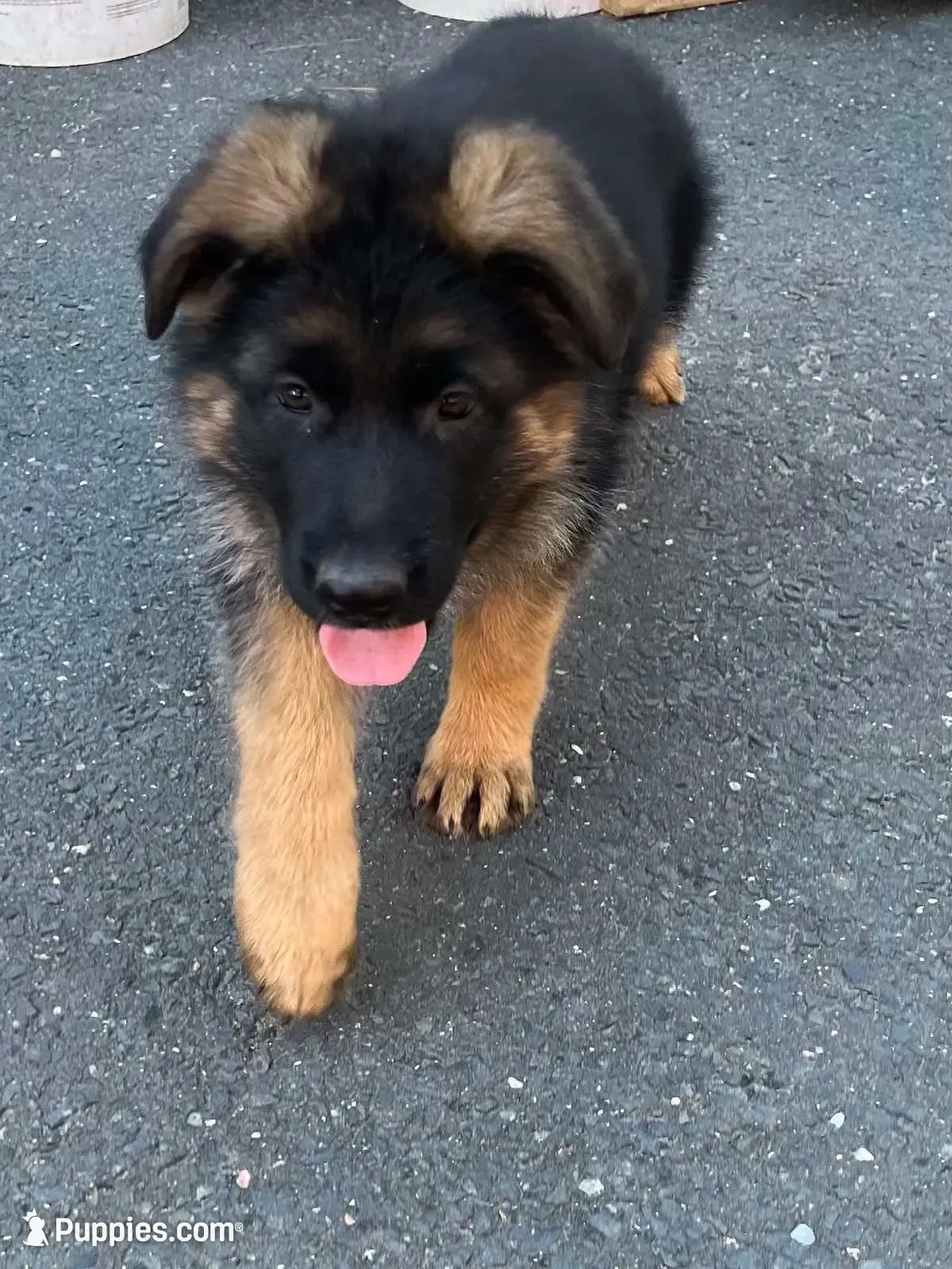 Zarra, a female German Shepherd Dog for sale in Russell, MA – 3 of 8