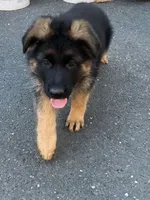 Gerda, a female German Shepherd Dog for sale in Russell, MA – 1 of 6