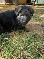 Max, a male German Shepherd Dog for sale in Russell, MA – 4 of 6