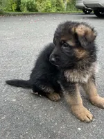 Dissell, a male German Shepherd Dog for sale in Russell, MA – 3 of 6