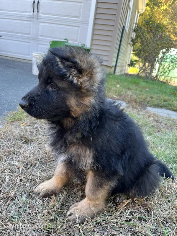 Zarra – German Shepherd Dog puppy for sale in Russell, MA