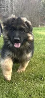 Muhtar, a male German Shepherd Dog for sale in Russell, MA – 2 of 6