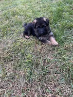 Max, a male German Shepherd Dog for sale in Russell, MA – 2 of 5