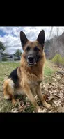 Alpha, a female German Shepherd Dog for sale in Russell, MA – 7 of 7