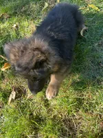 Zarra, a female German Shepherd Dog for sale in Russell, MA – 6 of 8