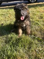 Muhtar, a male German Shepherd Dog for sale in Russell, MA – 4 of 6
