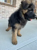 Diesell, a male German Shepherd Dog for sale in Russell, MA – 4 of 7