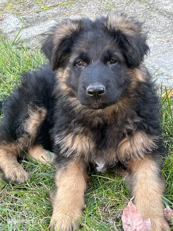 Milan – German Shepherd Dog puppy for sale in Russell, MA