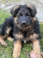 Diesell, a male German Shepherd Dog for sale in Russell, MA – 1 of 7