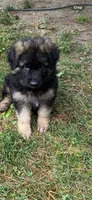 Nika, a female German Shepherd Dog for sale in Russell, MA – 2 of 7
