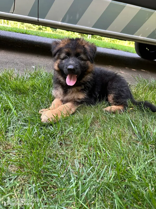 Diesell – German Shepherd Dog puppy for sale in Russell, MA