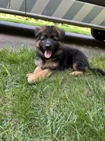 Milan, a male German Shepherd Dog for sale in Russell, MA – 6 of 8