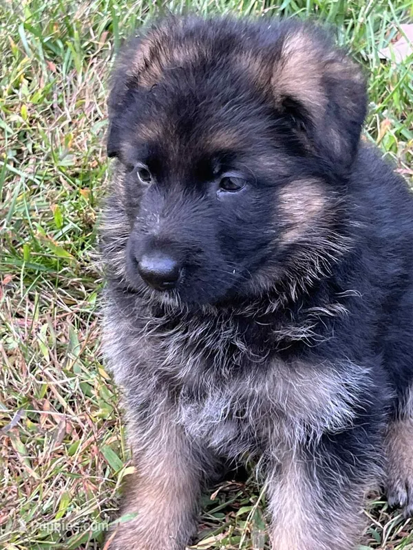 Dissell – German Shepherd Dog puppy for sale in Russell, MA